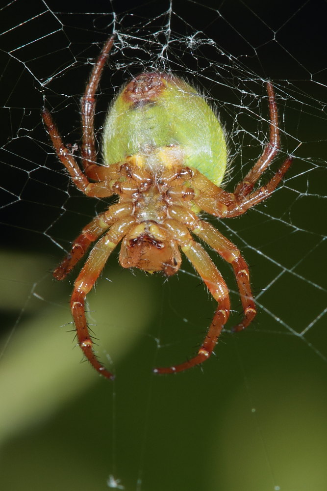 Araniella sp